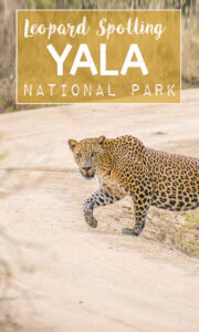 Yala National Park Safari - Leopards - Sri Lanka