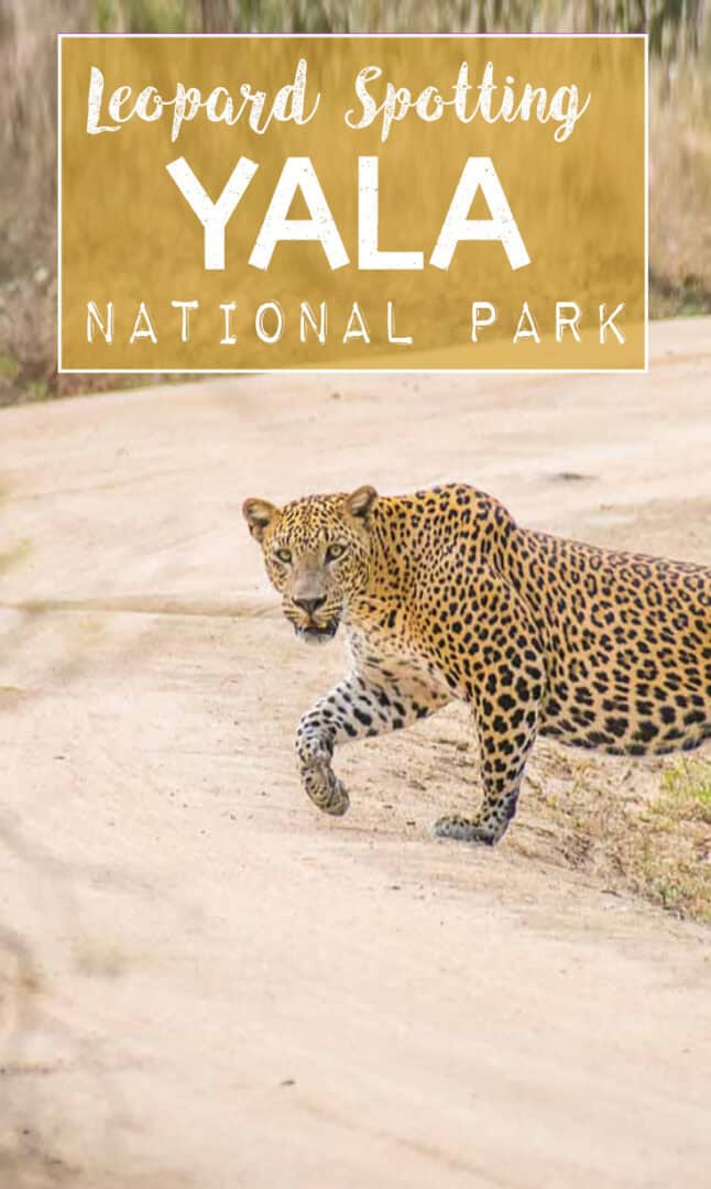 Leopard Spotting in Yala National Park Safari
