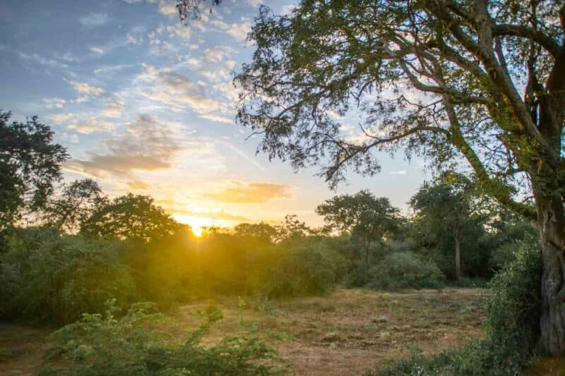 Yala National Park Safari Sunrise