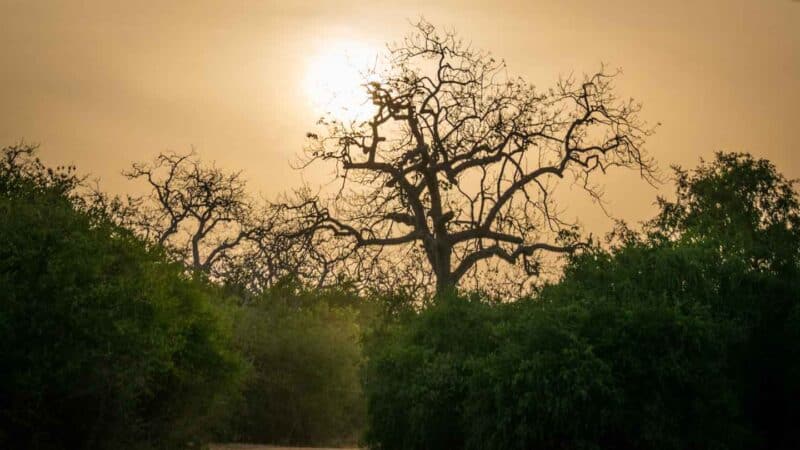 Sunset in Yala National Park