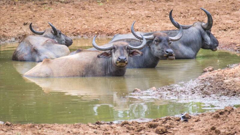 Water buffalo cooling down in Yala National Park