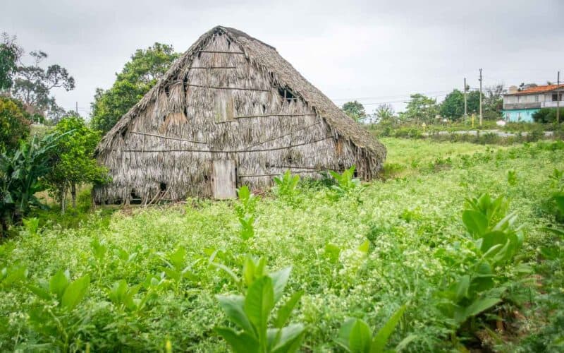 Tobacco drying barn in Vinales Cuba