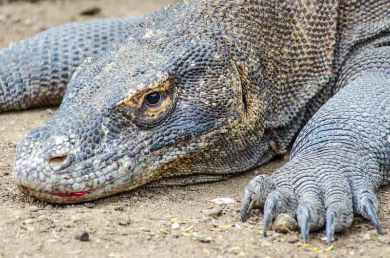 Head of a Komodo Dragon at Komodo National Park