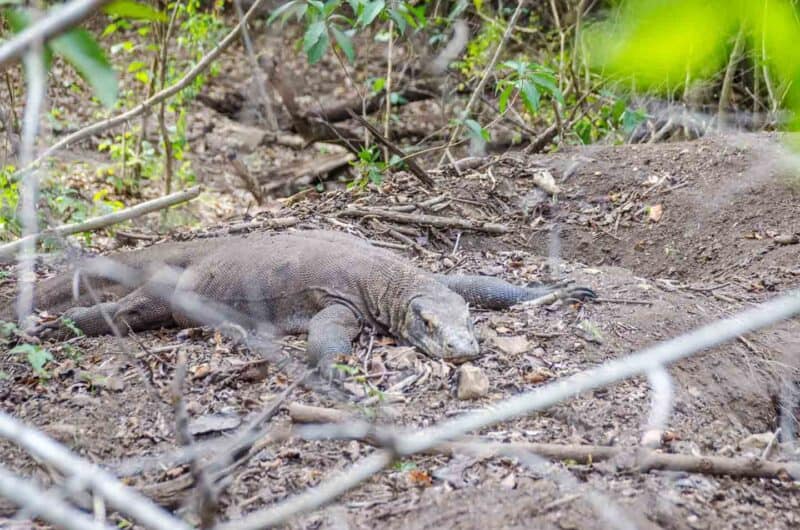 Komodo Dragon in the jungle at Komodo National Park on Rinca Island