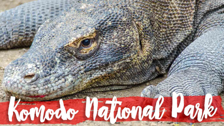 Looking for Komodo Dragons in Komodo National Park