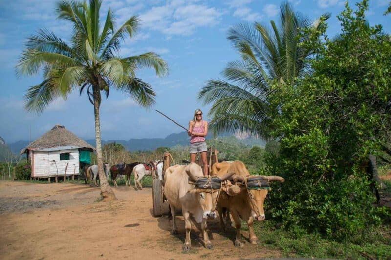 Girl on a bull carriage in the tobacco fields in Vinales Cuba - Things to do in Vinales Cuba