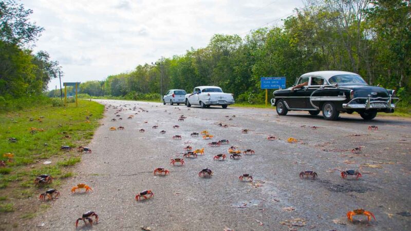 1000's of crabs migrating toward the beach - Things to see in Cuba