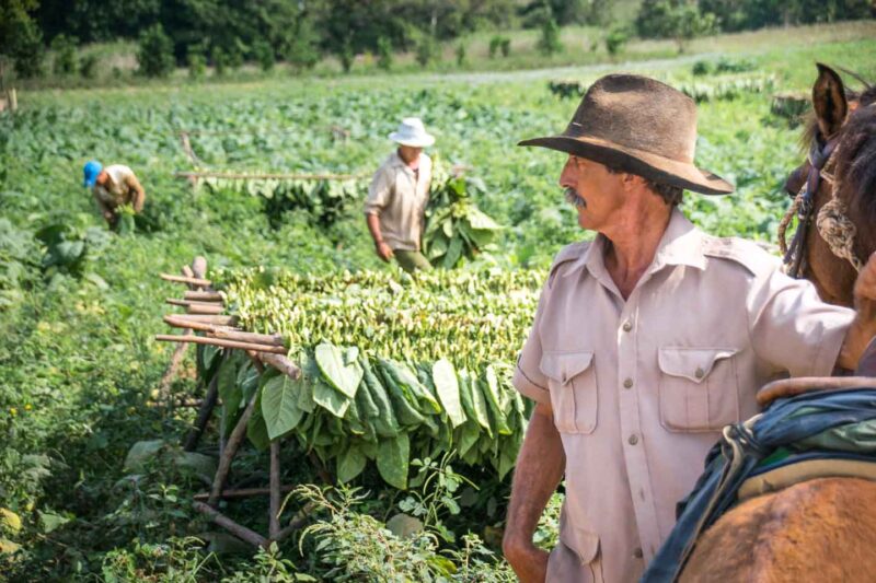 Tobacco farm worker in tobacco fields in Vinales Cuba - Things to do in Cuba