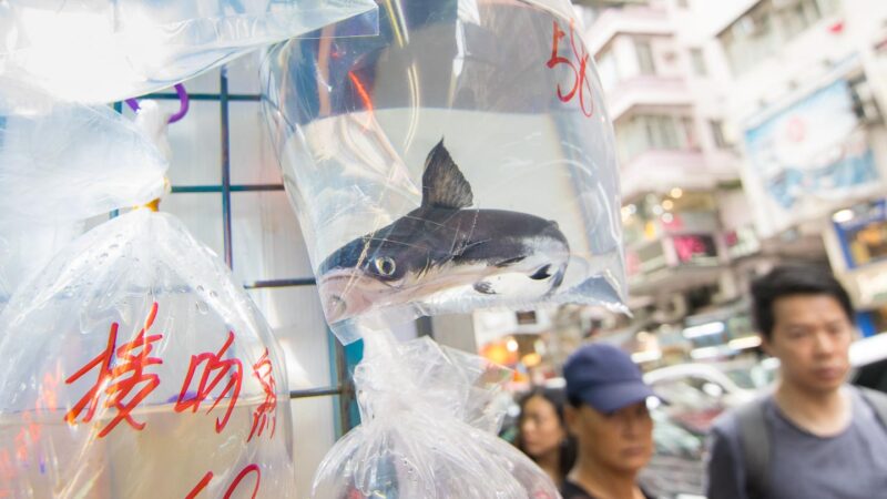 fish sits in a bag at the Kowloon goldfish market