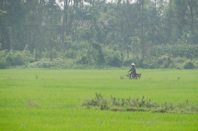 Vietnamese women riding her bike through the rice paddies in Hoi An