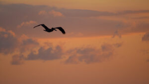 A Flying Pelican at sunset at the Pelican Bar