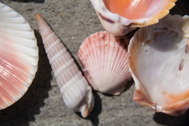 Seashells on a beach boardwalk wooden railing for National Seashell day