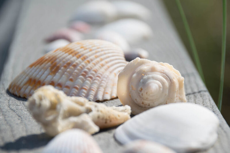 Seashells on a wooden railing in Fort Myers Beach