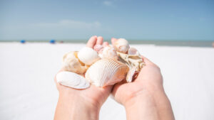 A handful of shells on the beaches of Fort Myers for National Sea Shell Day