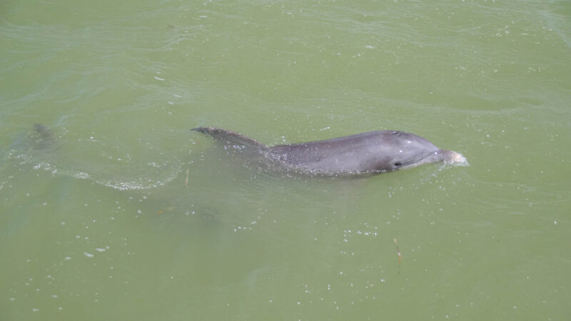 Dolphin on a dolphin cruise near captiva one of the best things to do in Fort Myers