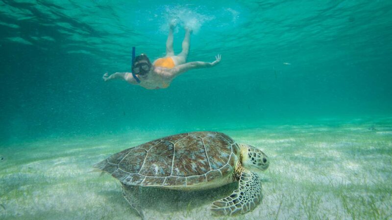 Mujer nadando con tortugas marinas en Akumal