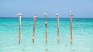 Pelicans on old pier posts in Aruba's best honeymoon beach Drulf Beach