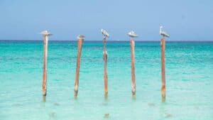 Pelicans on old pier posts in Aruba's best honeymoon beach Drulf Beach