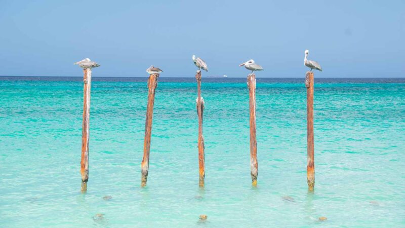 Pelicans on old pier posts in Aruba's best honeymoon beach Drulf Beach