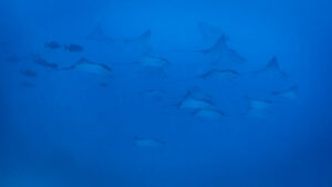 Manta ray point Maldives