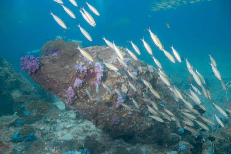 Group of Yellow snapper swim by a large rock at Stonehenge in Koh Lipe