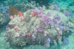 corolful soft corals attached to rock formation at Stonehenge in Koh Lipe