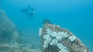 single dive swims past white soft corals at Stonehenge in Koh Lipe