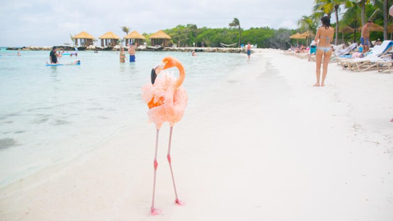 Pink flamingo on the beach in Aruba - top things to do Aruba honeymoon