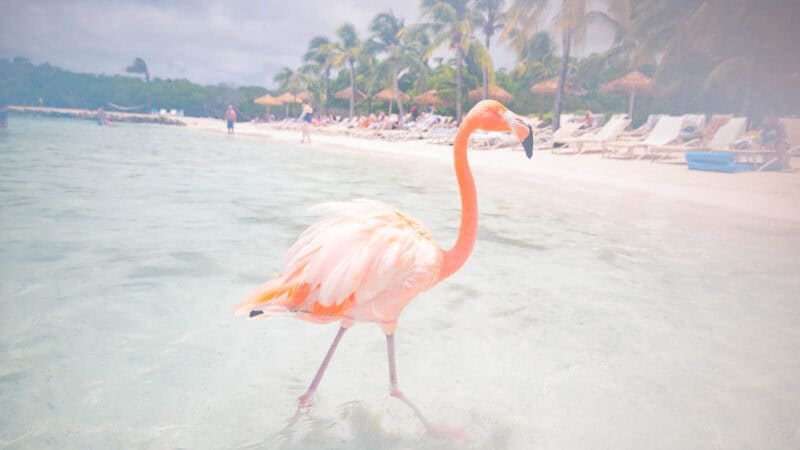 Flamingo on the beach of Aruba - Must do honeymoon activities in Aruba