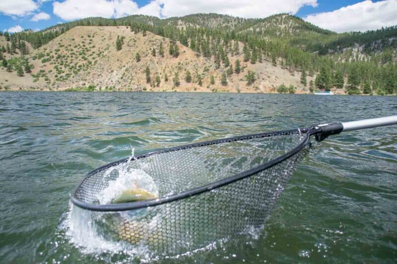 fish in the net Holter Lake Montana