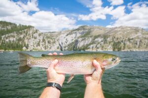 Rainbow Trout in Holter Lake Montana