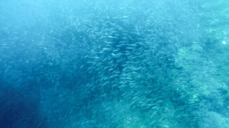Top Tourist Spots in the Philippines Moalboal sardine run