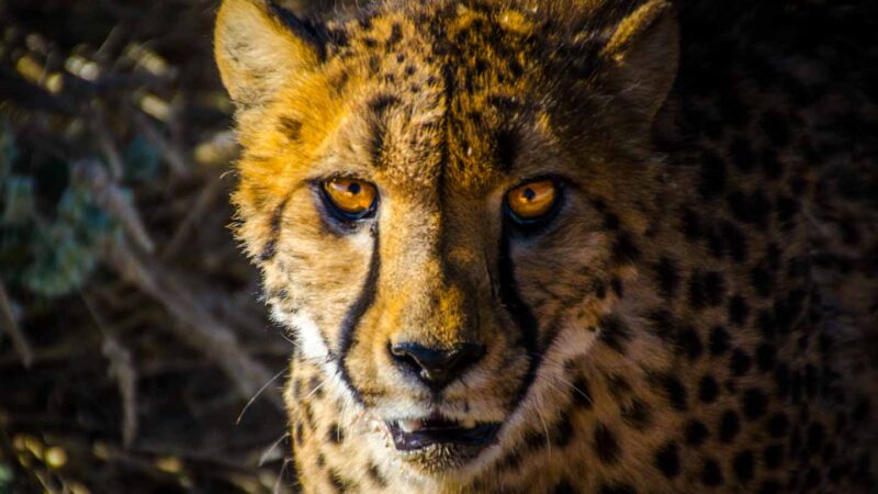 Portrait of a Cheetah in Namibia - Cheetah Farm and rescue 