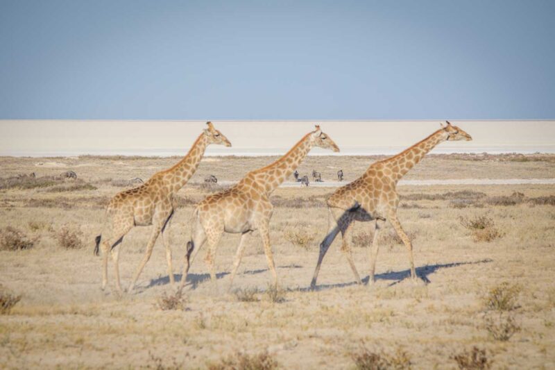 3 Giraffes walking in Etosha National Park in Namibia - Top attractions in Namibia