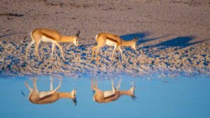Two Spring Bock at a watering hole in Etosha National Park near sunset - Things to do in Namibia
