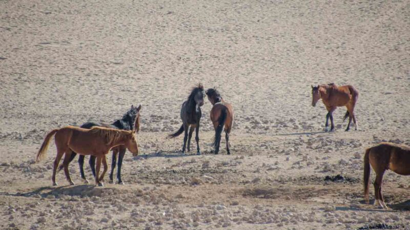 a group of wild horses in the Namib Desert - Top attractions in Namibia