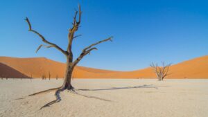 Dead tree surrounded by tall red sand dunes in Deadvlei in sossusvlei - Top things to do in Namibia