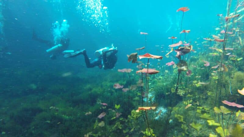 two divers swimming among the vegitation in carwash cenote near tulum mexico