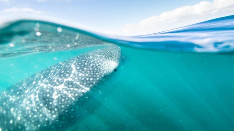 Swimming with the whale sharks in La Paz Mexico - Sea of Cortez Cruise