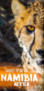 pinterest pin for things to do in Namibia with close up of a cheetah