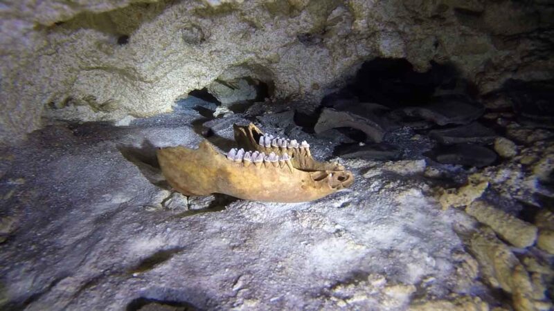 Animal skull in Calavera Cenote while diving