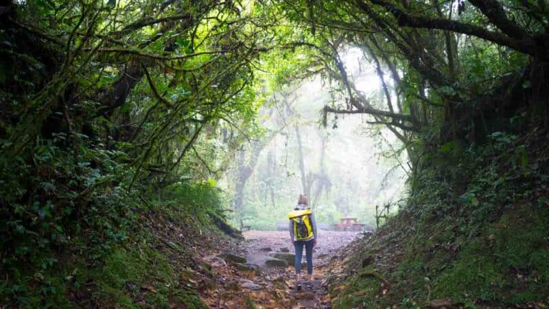 Woman standing in a tunnel of trees in Costa Rica Things to see Monteverde