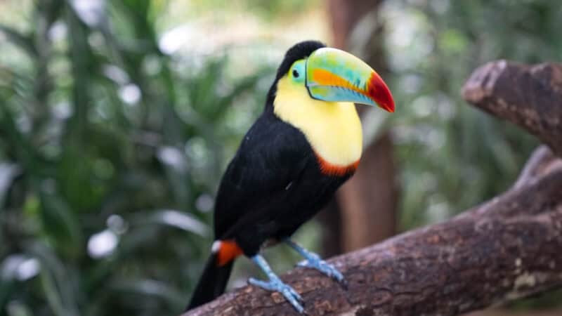 Toucan in costa rica - things to see 