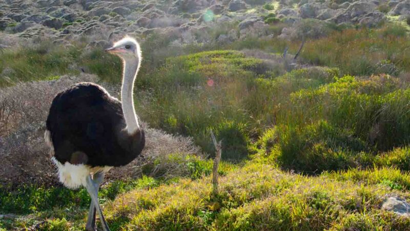 Avestruz en la granja de avestruces de Aruba - Cosas que hacer