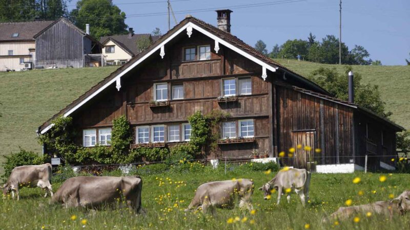 Cows laying in the grass in Appenzell Switzerland in front of a traditional home 