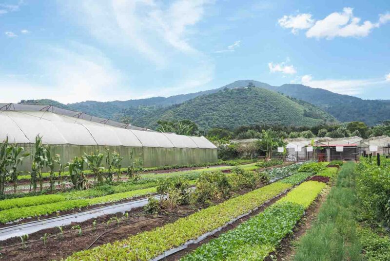 Caoba Farm in Antigua Guatemala