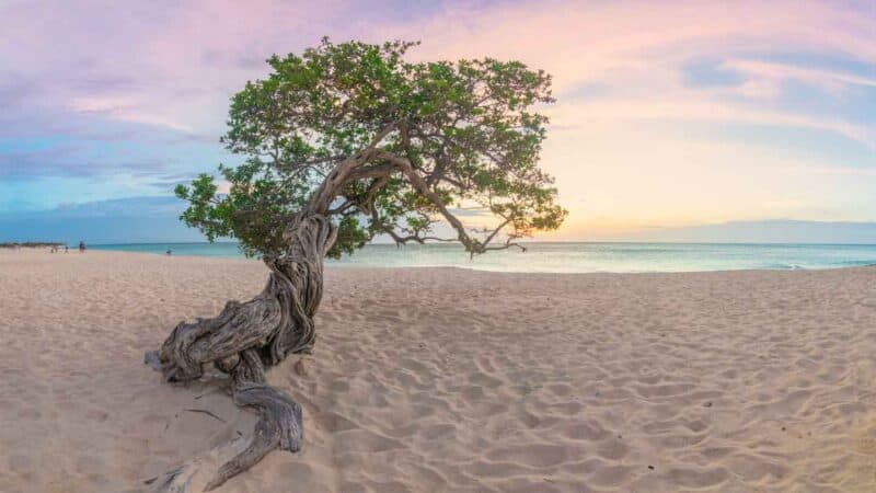 Divi Divi Tree on the beach during a pink and orange sunset - Things to see in Aruba