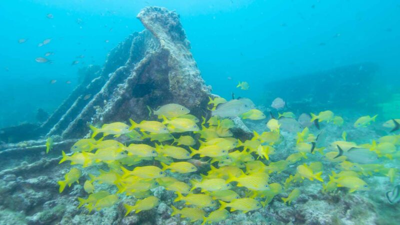 Escuela de pargo amarillo visto en una inmersión en Aruba - cerca de naufragios - Cosas que hacer en Aruba