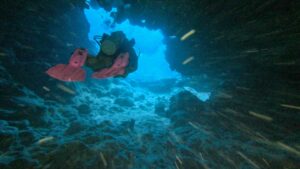 Woman diving in Rarotonga - Top activities in Rarotonga