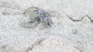 wild baby sea turtle hatching on the beaches of Costa rica - Must see things in Costa Rica